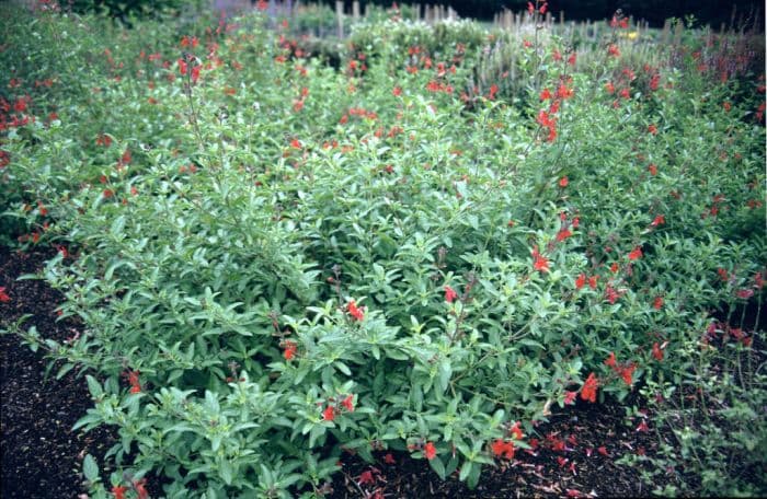 baby sage 'Kew Red'