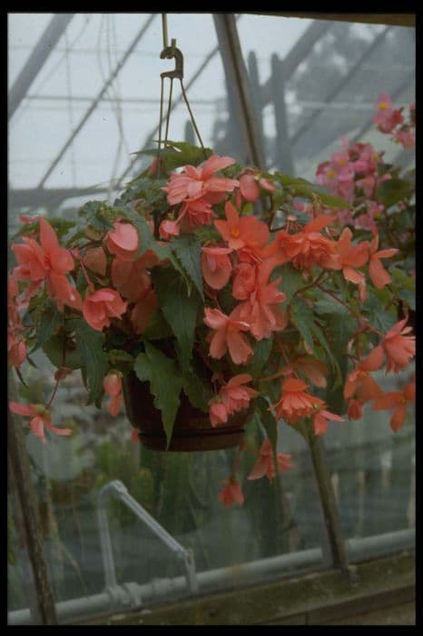 begonia 'Illumination Salmon Pink'