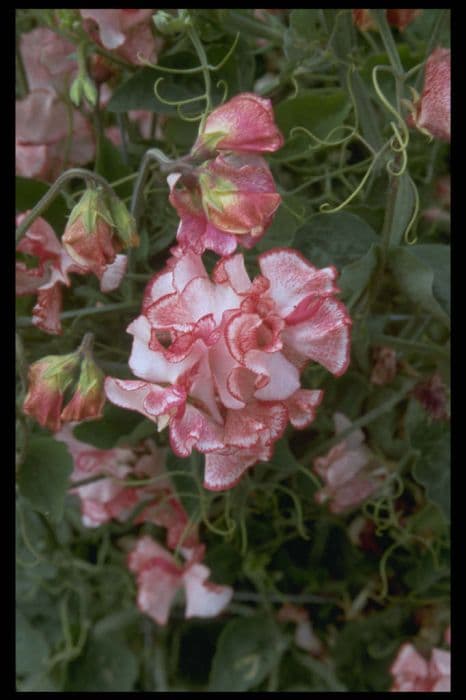 sweet pea 'Marie's Melody'