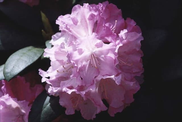 Rhododendron 'Hachmann's Polaris'