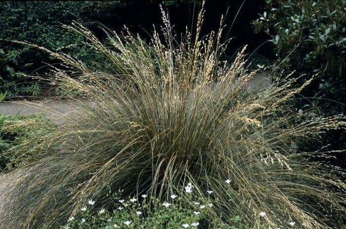 tufted hair grass 'Bronzeschleier'