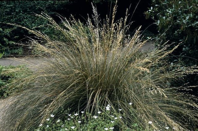 Tufted hair grass 'Bronzeschleier'