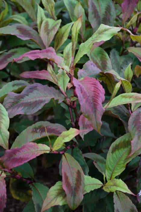 Virginia knotweed 'Compton's Red'