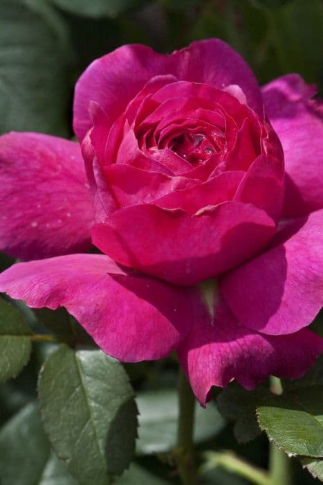 rose 'Noble Antony'