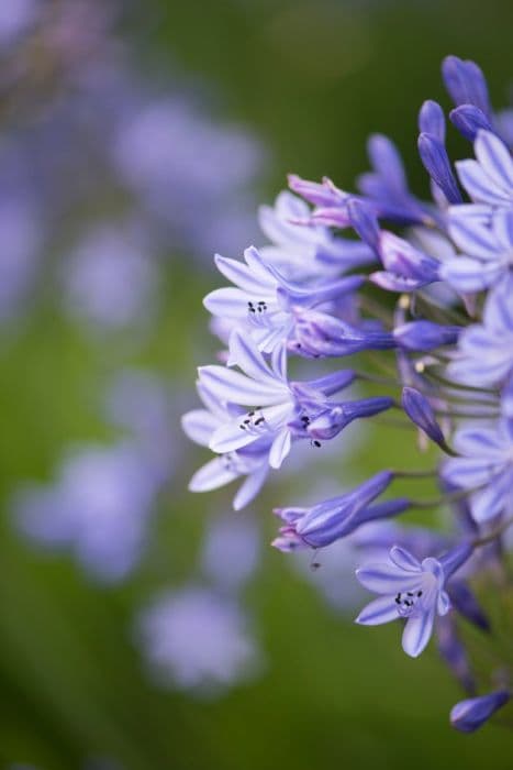 African lily 'Rhone'