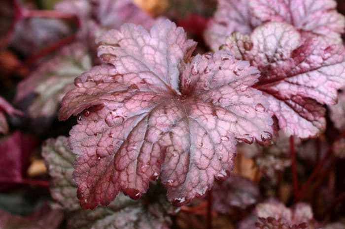 alum root 'Plum Pudding'