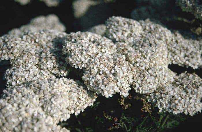 yarrow 'McVities'