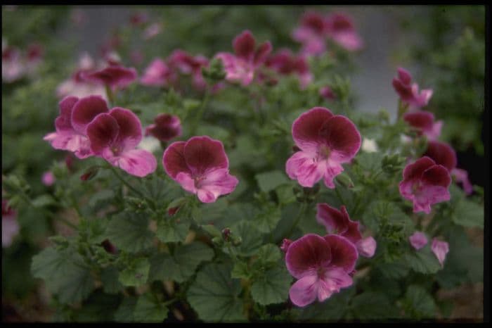 pelargonium 'Starlight Magic'