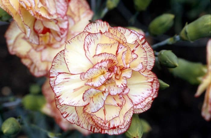 carnation 'Brian Tumbler'