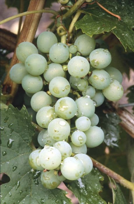 Grape 'Müller-Thurgau'