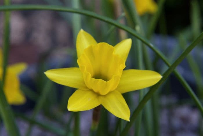 daffodil 'Little Soldier'