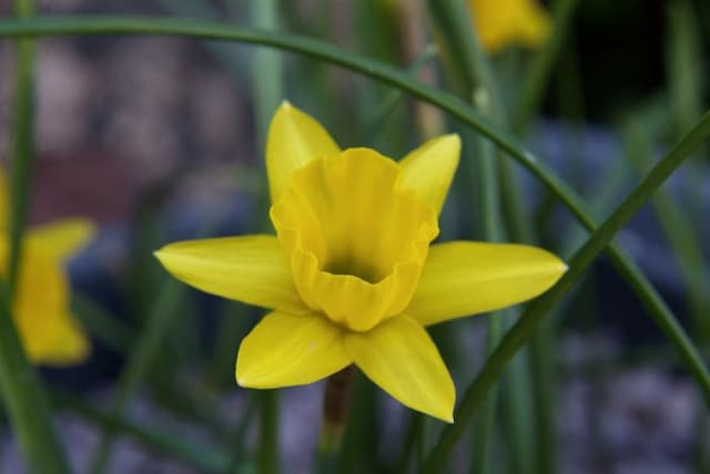 Daffodil 'Little Soldier'