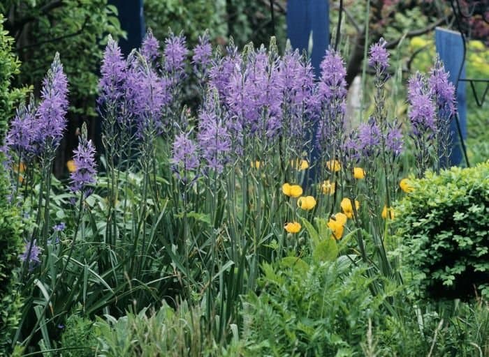 Small Camas 'Blue Melody'