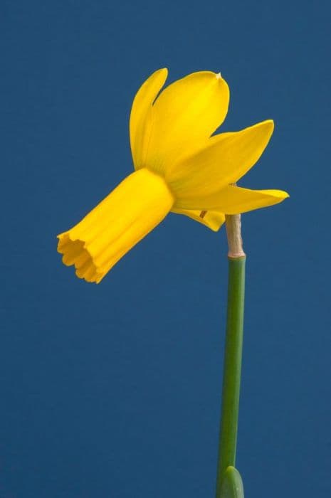 Daffodil 'Rapture'