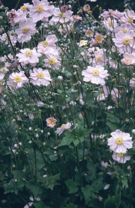 Japanese anemone 'Köningin Charlotte'