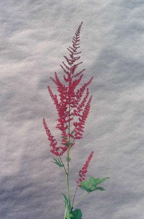 astilbe 'Feuer'