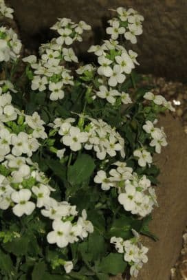 mountain rock cress 'Schneehaube'