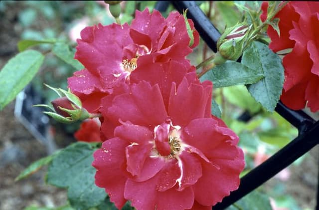 Rose [Tradition '95]