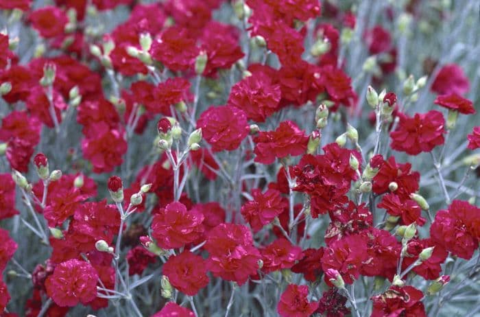 pink 'Crimson Joy'