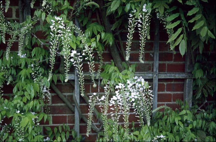 white Japanese wisteria