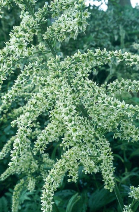 white false hellebore