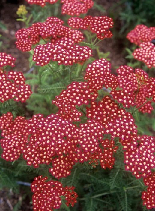 yarrow 'Petra'