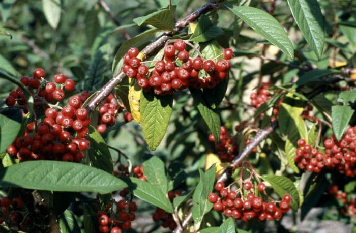 cotoneaster 'Cornubia'