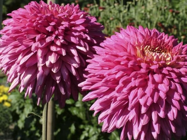 Chrysanthemum 'Yvonne Arnaud'