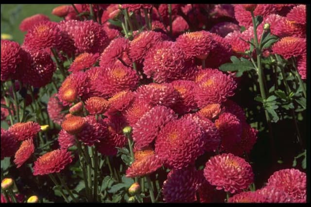Chrysanthemum 'Pennine Phyllis'