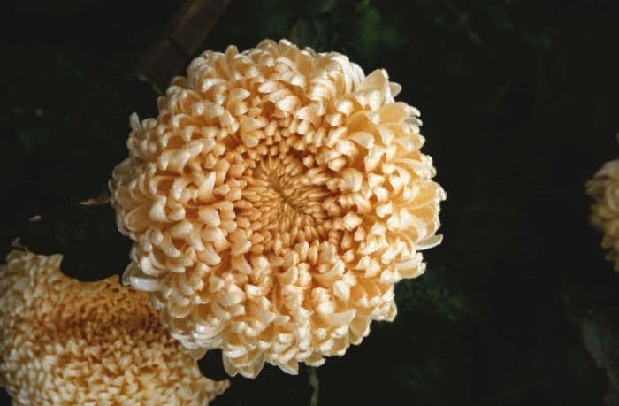 chrysanthemum 'Angora'