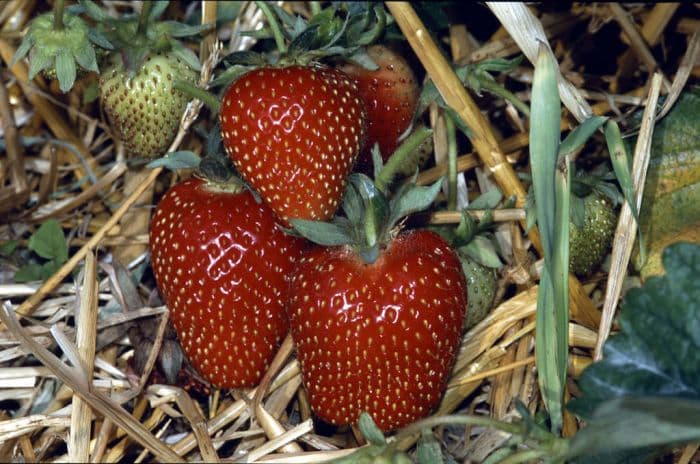 strawberry 'Symphony'