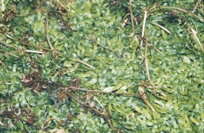 common water starwort