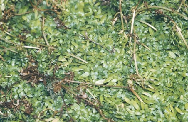 Common water starwort