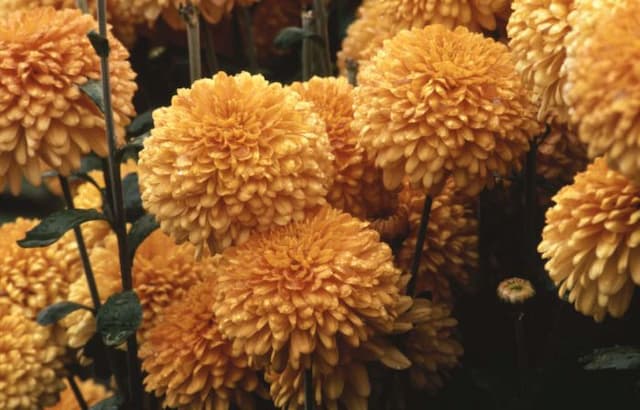 Chrysanthemum 'Bronze Margaret'