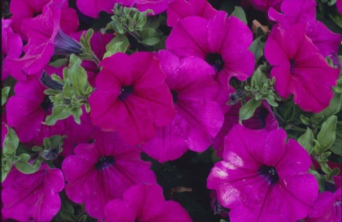 petunia [Surfinia Purple]