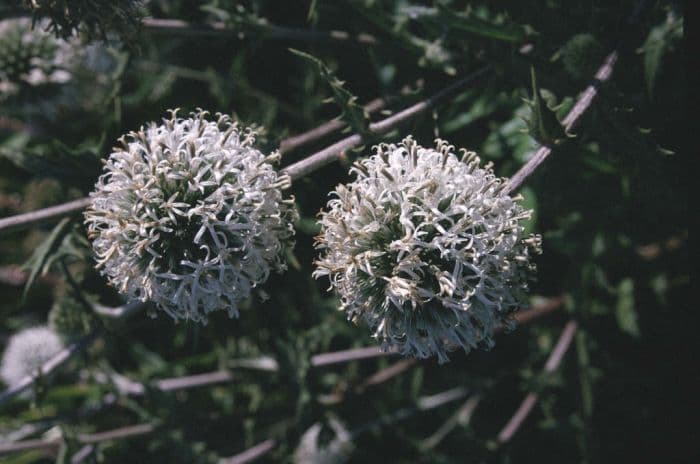 globe thistle 'Arctic Glow'