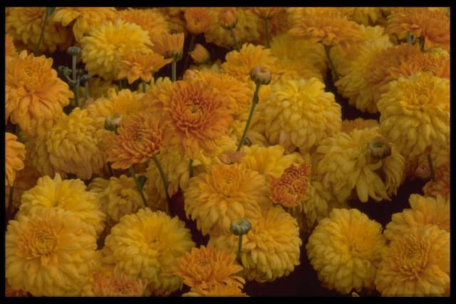 Chrysanthemum 'Myss Angie'