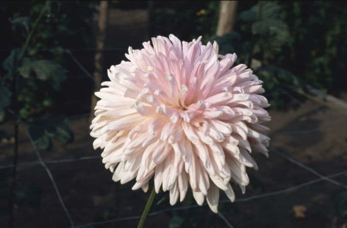 chrysanthemum 'Brietner'