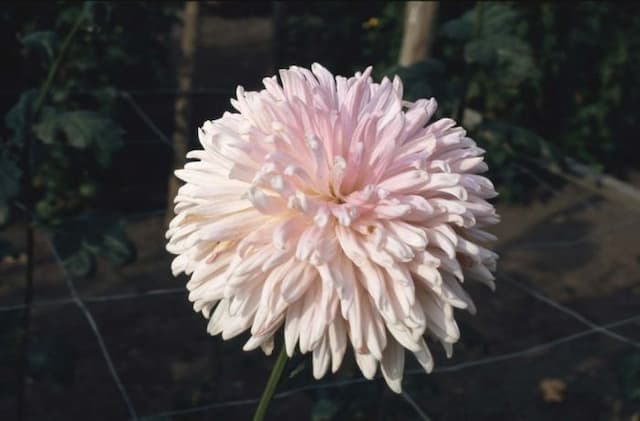 Chrysanthemum 'Brietner'