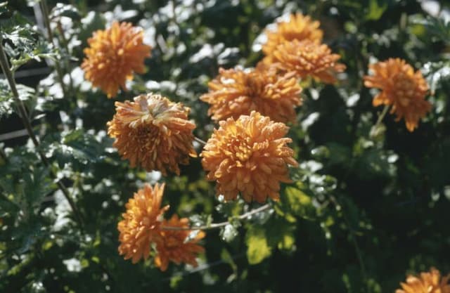 Chrysanthemum 'Amber Yvonne Arnaud'