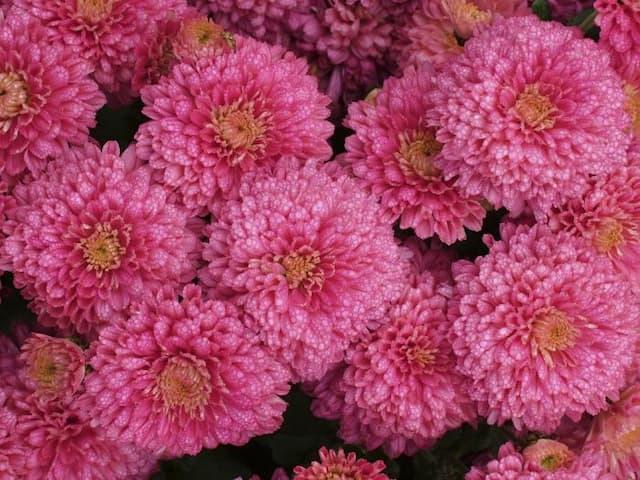 Chrysanthemum [Rose Pink Debonair]