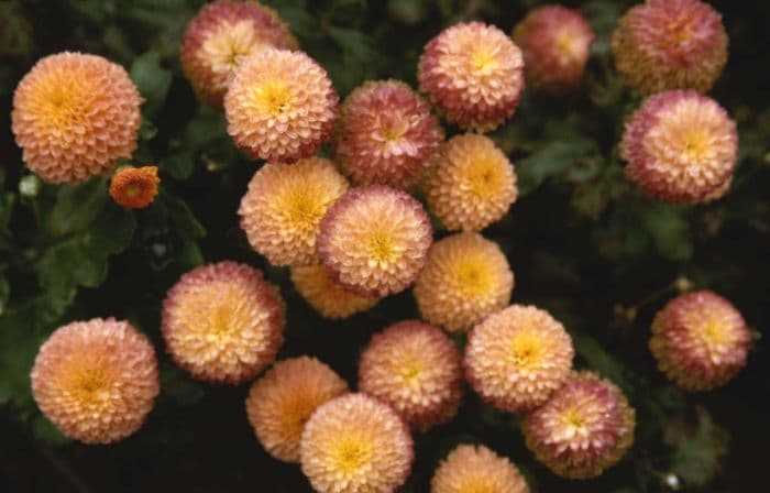 chrysanthemum 'Salmon Fairie'