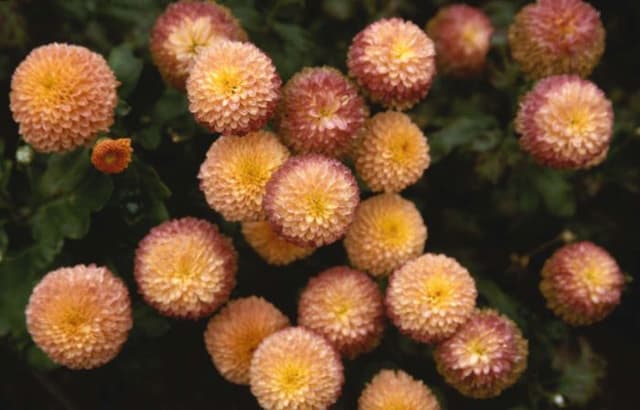 Chrysanthemum 'Salmon Fairie'