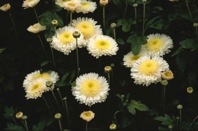Chrysanthemum 'Pennine Oriel'