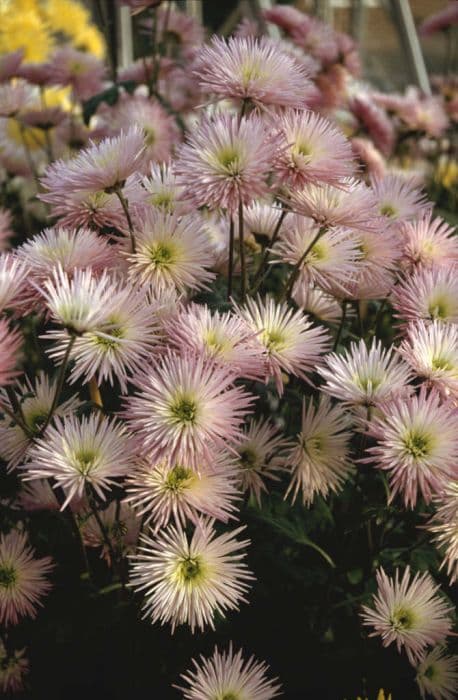 chrysanthemum 'Pink Frill'