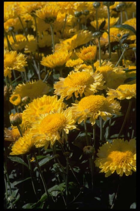 Chrysanthemum 'Yellow Pennine Oriel'