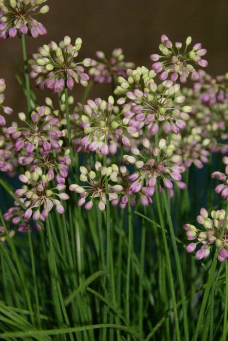 Thunberg garlic 'Ozawa'