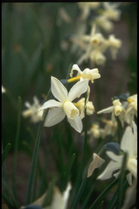 daffodil 'Toto'