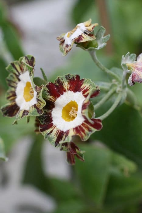 auricula 'Mazetta Stripe'