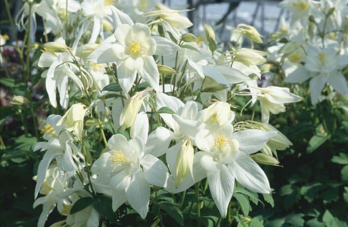 columbine 'Dove'